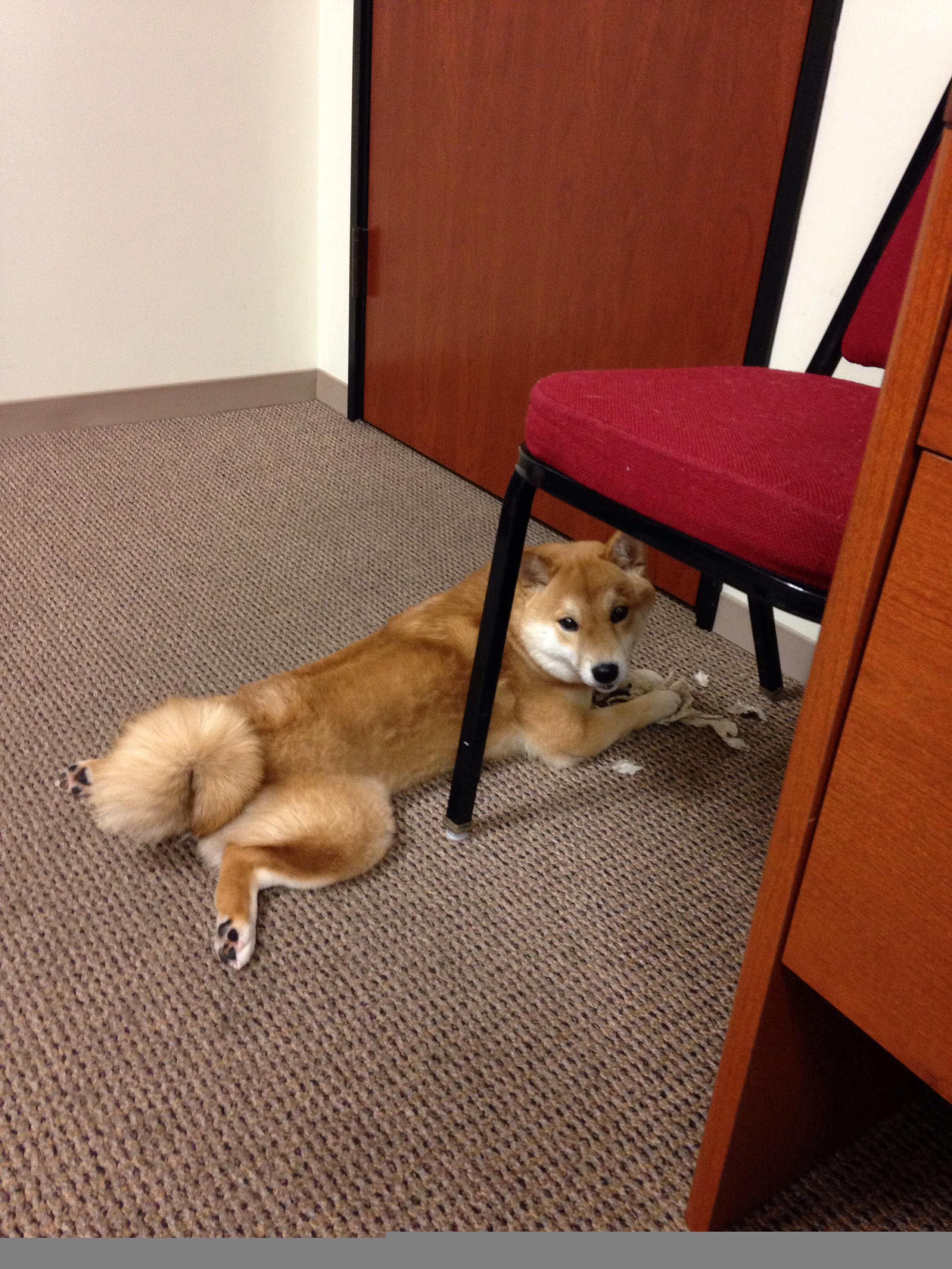 【商务合作】棒球赛事背后的商业运作,棒球项目