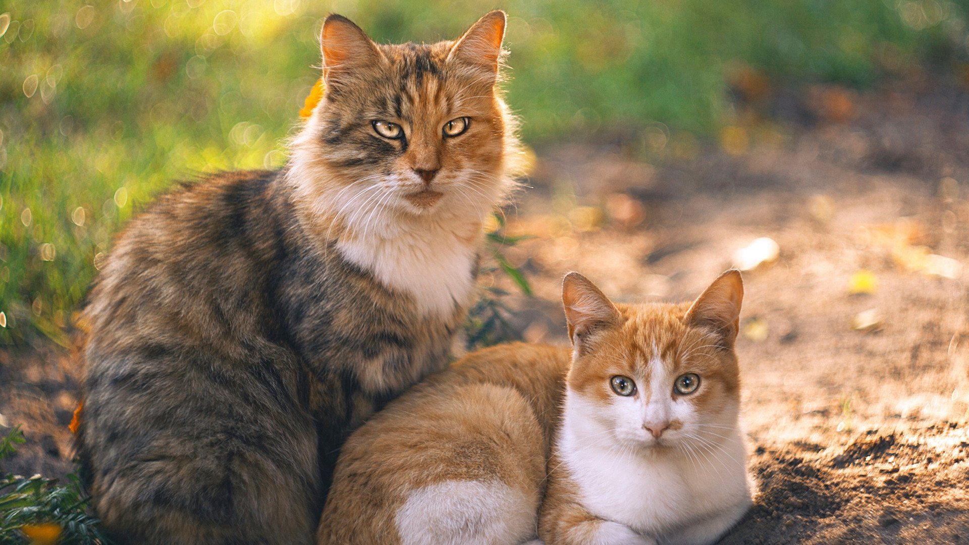 AYX官网-“法甲紧张追逐，豪门争夺榜首激烈进行”，法甲豪门宣布全队停薪