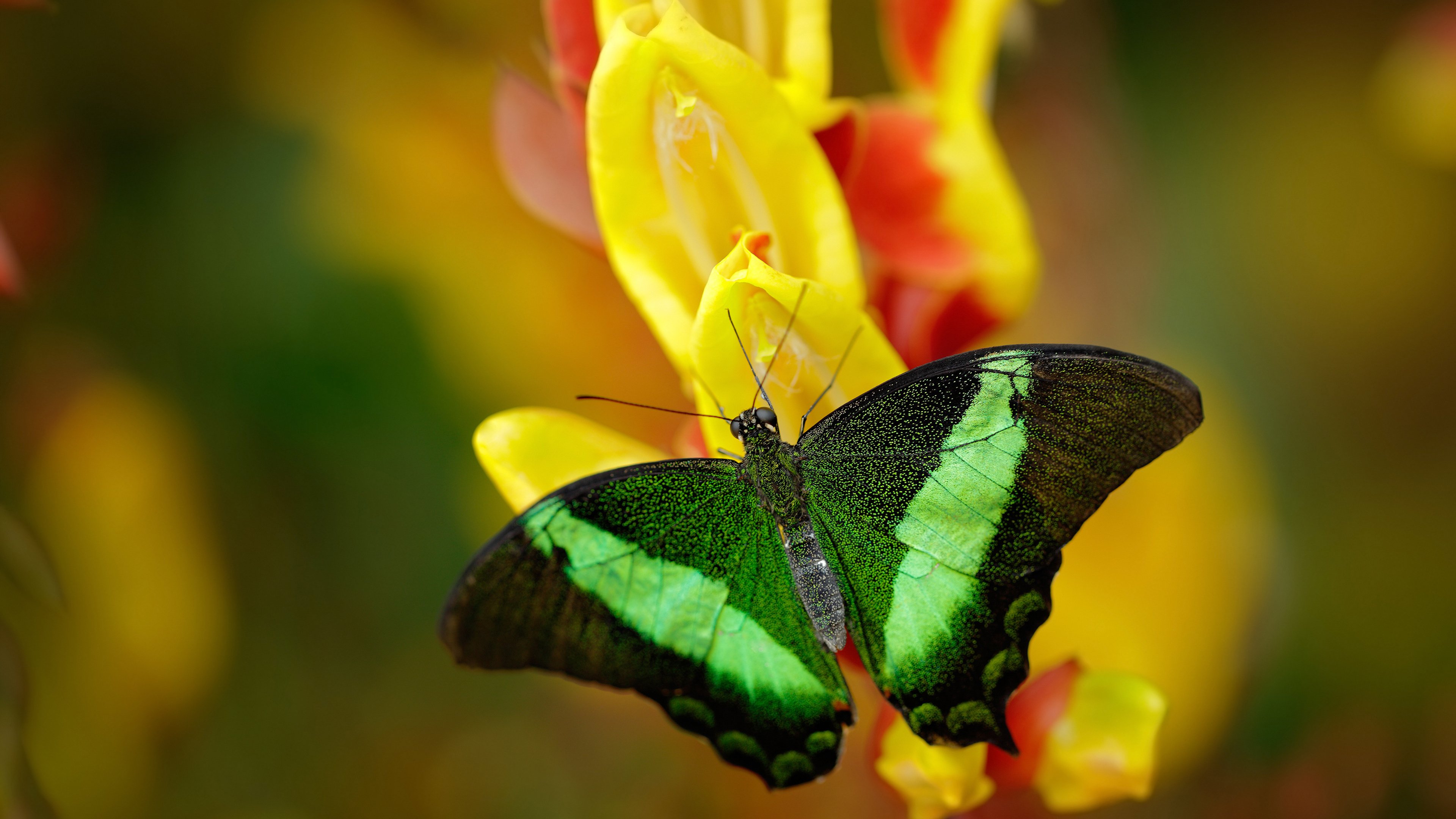 AYX GAMING-勇士推出AI分析球迷情绪系统，用于主场氛围优化，勇士球迷素质