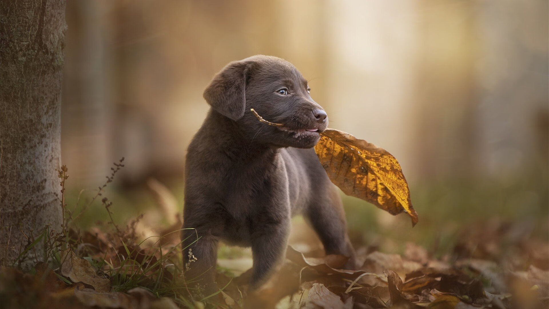 国际拳击锦标赛中国队斩获多金,国际拳击联合会